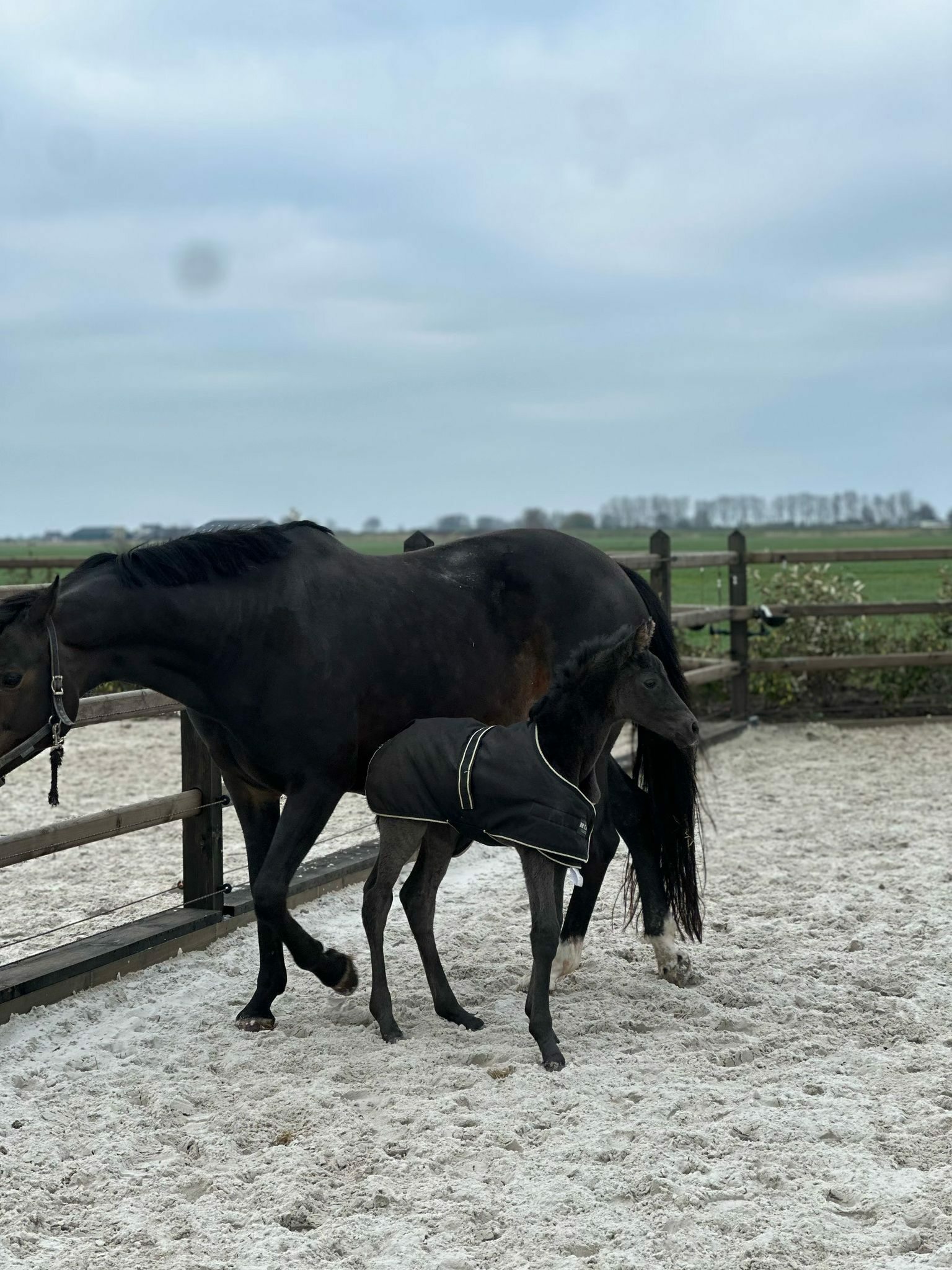 Mc Laren x Apache x Ferro Esmae Minne Novum Mane Lux Stables