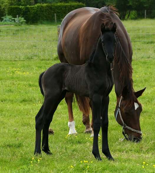 Mc Laren x Floresco x Weltmeyer x Rubinstein I x Furioso II Marjoleine Kerkhove