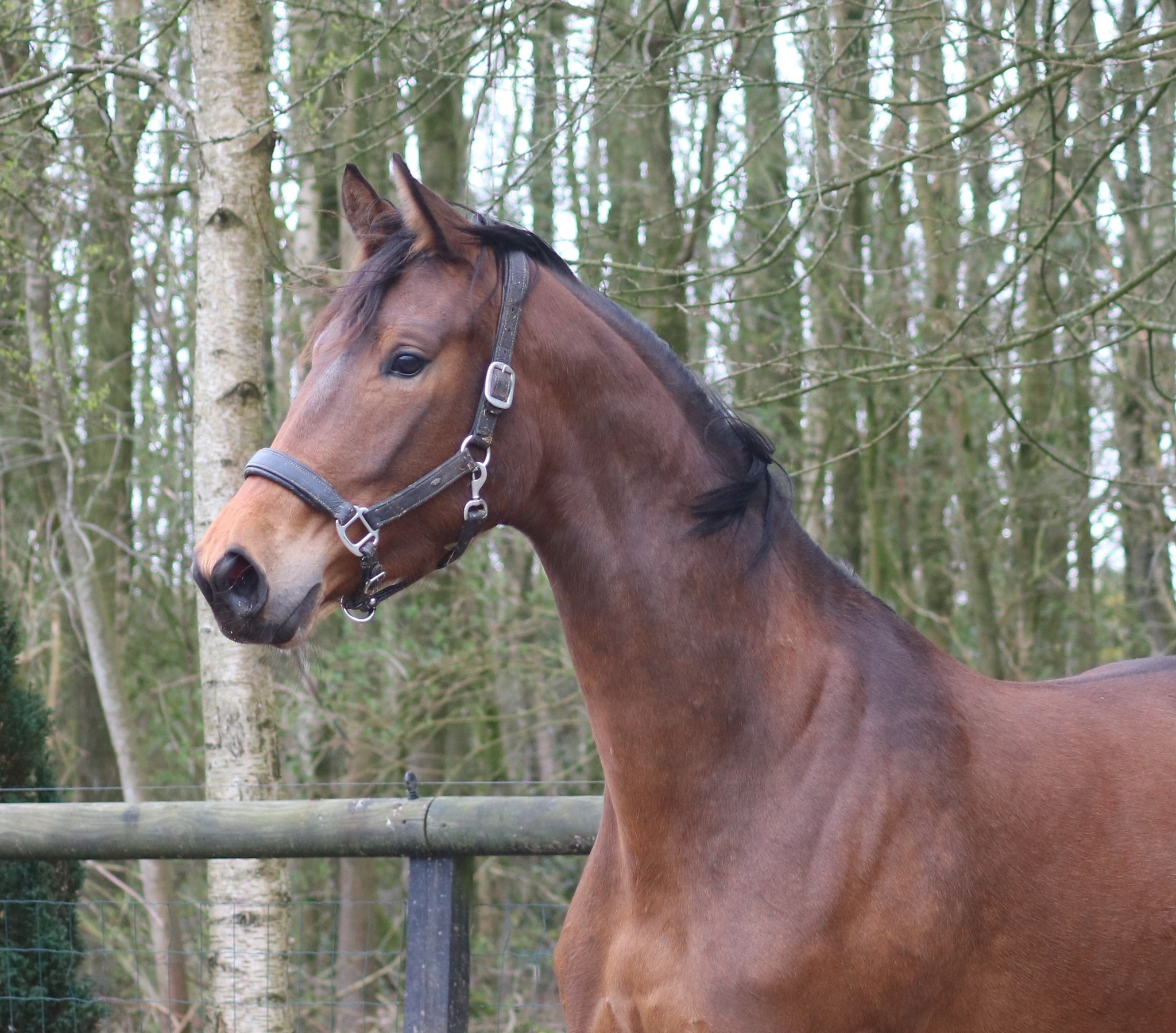 Mc Laren x Havidoff x Zuidhorn x Nepal Mildred Gelling 1