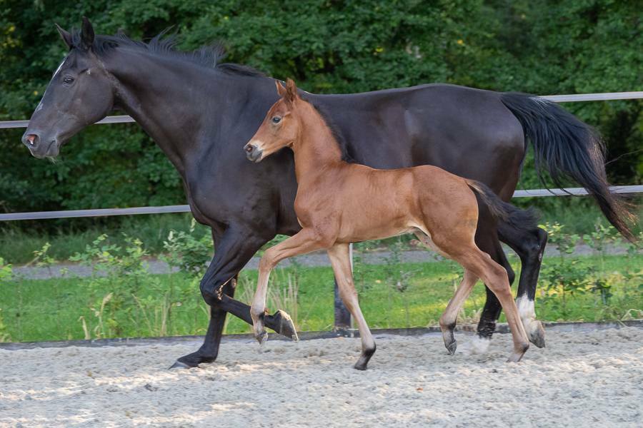 Mc Laren x Negro Leanne Oevermans Koetsier 3