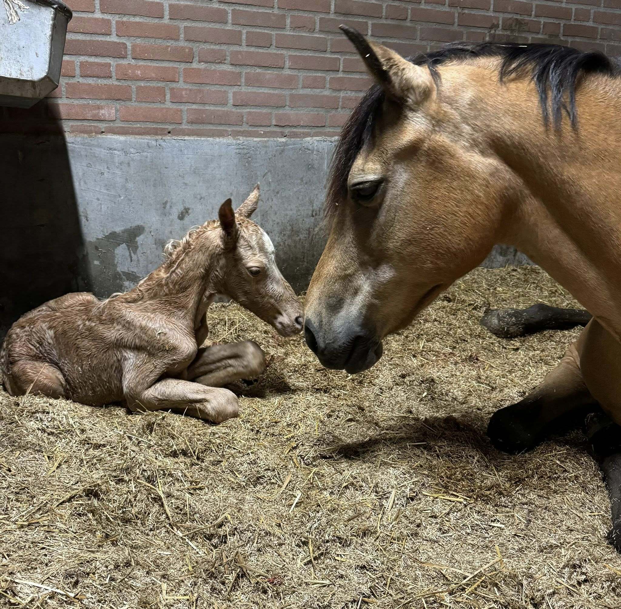 Mc Laren x Newforest Sulaatiks Versace Stephanie van den Boogaard