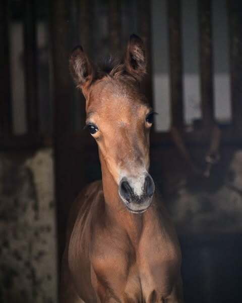 Mc Laren x Vaderland x El Capone x Sandro Hit Pura Vida Farms LLC 2