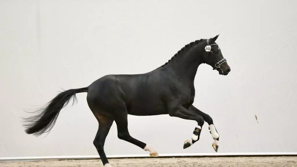 Dettori x Rousseau Foto Melanie Dettori x Rousseau Foto Melanie