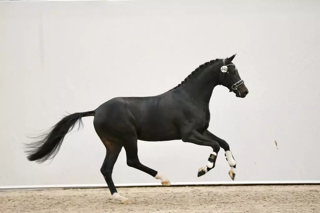 Dettori x Rousseau Foto Melanie Dettori x Rousseau Foto Melanie