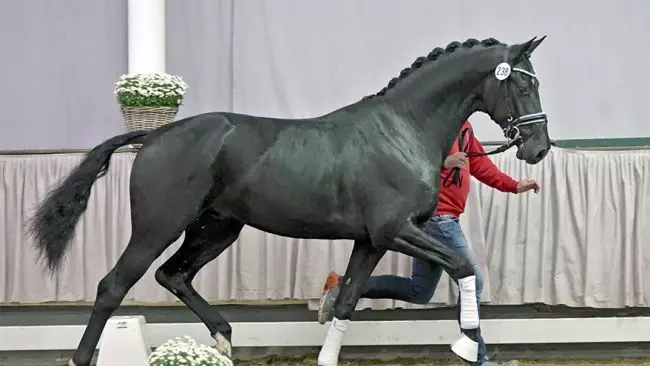 Vitalis x San Amour I x His Highness Vitalis x San Amour I x His Highness