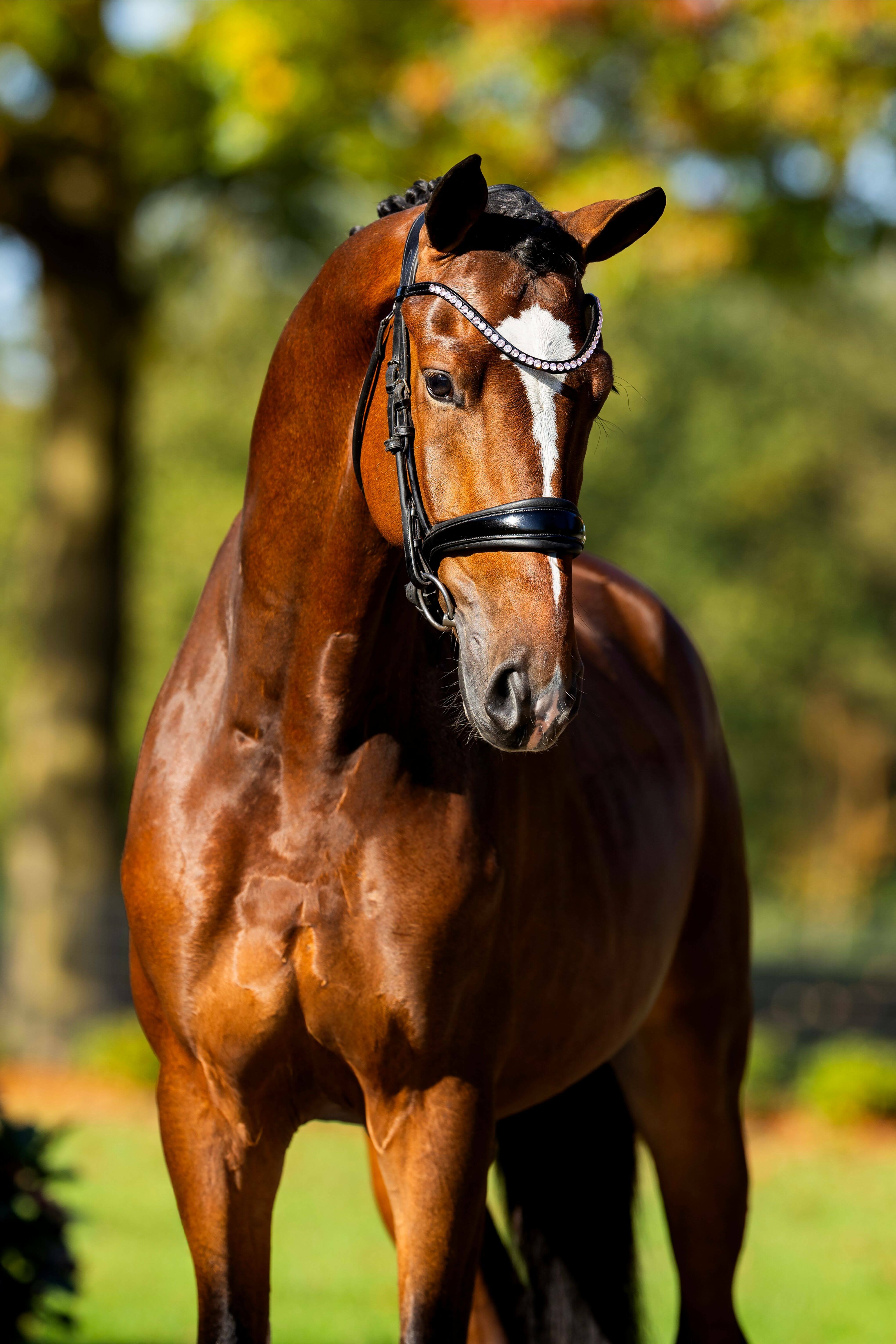 Ontwerp zonder titel 27 1