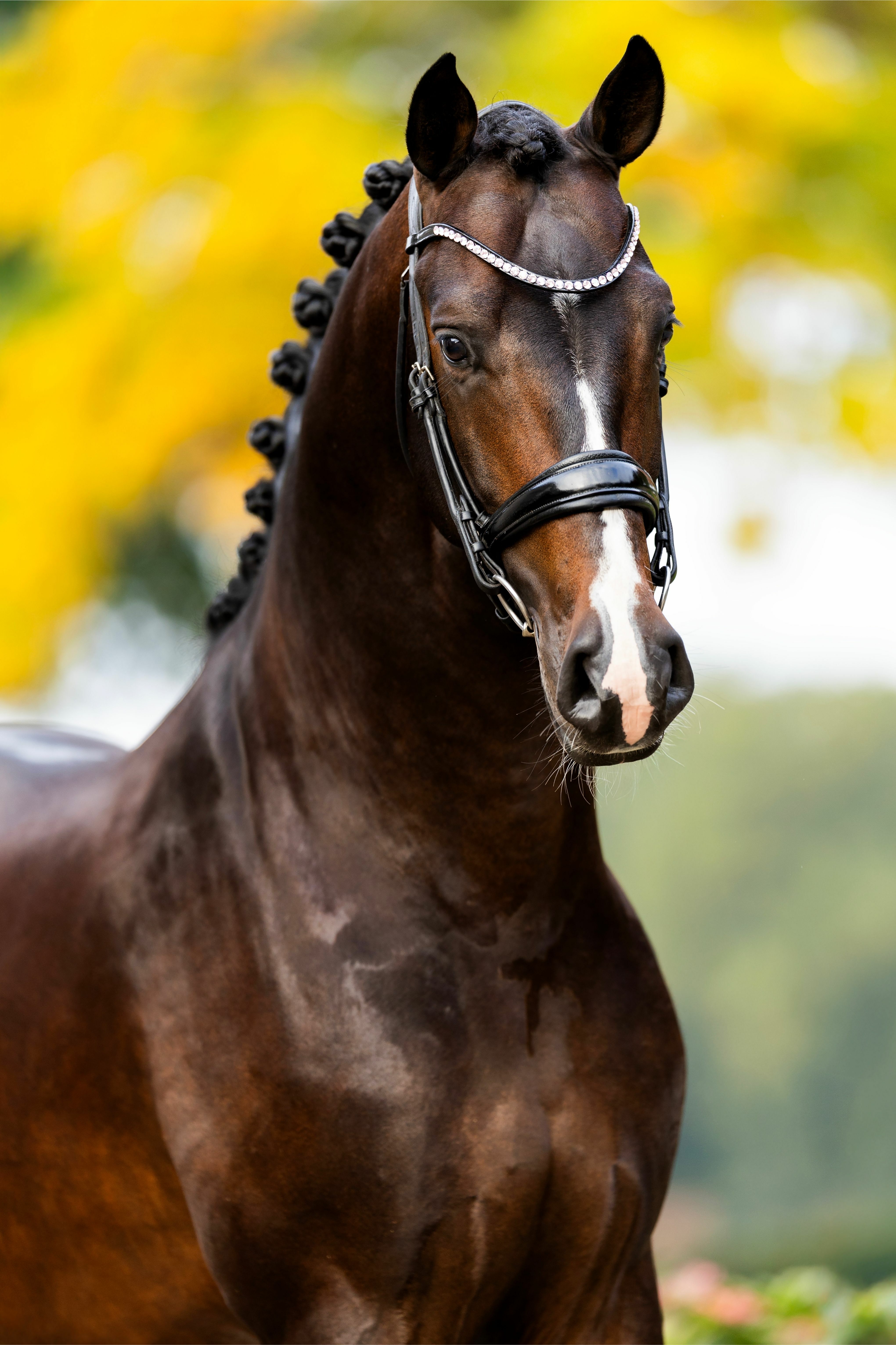 Ontwerp zonder titel 50