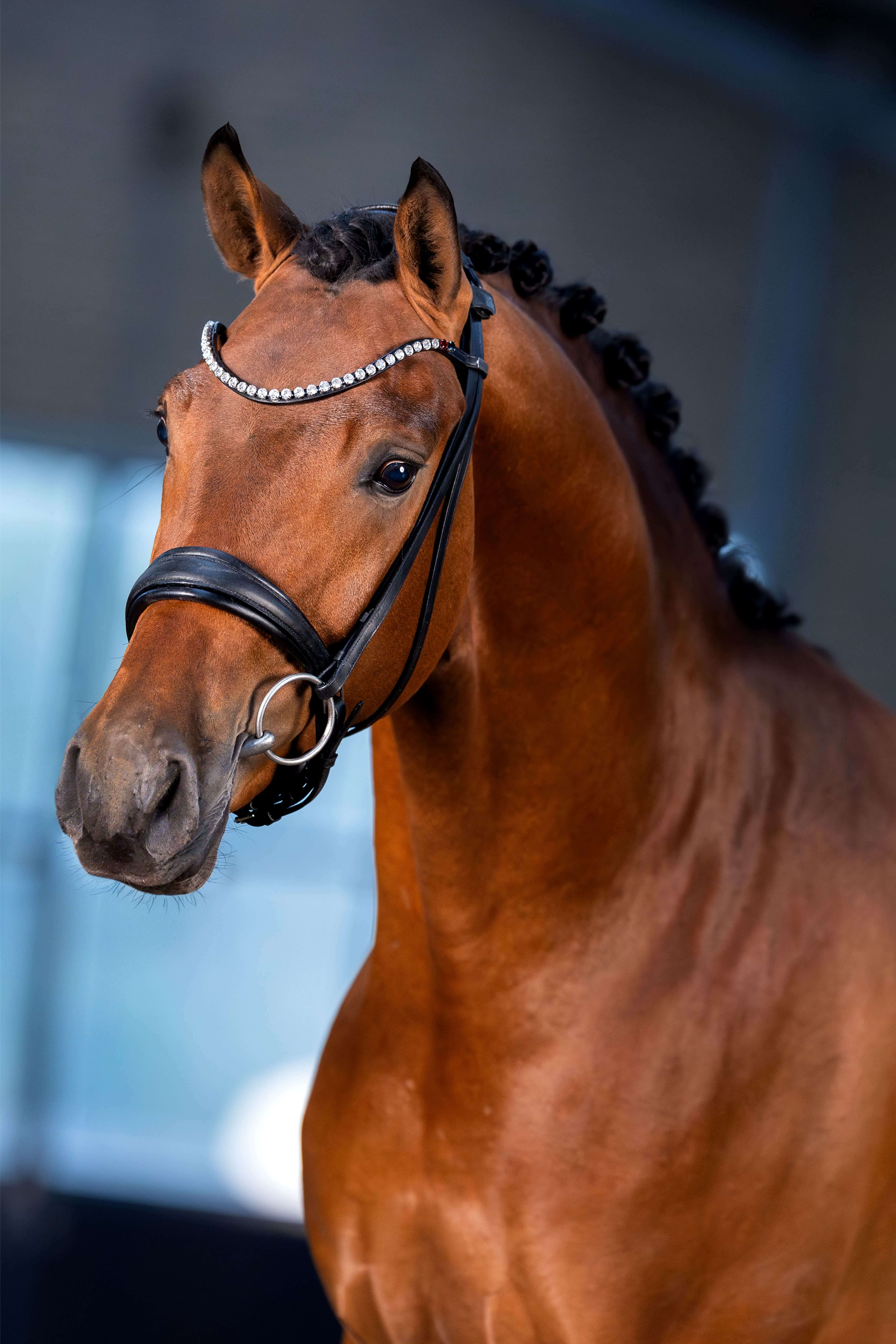 Ontwerp zonder titel 66 1