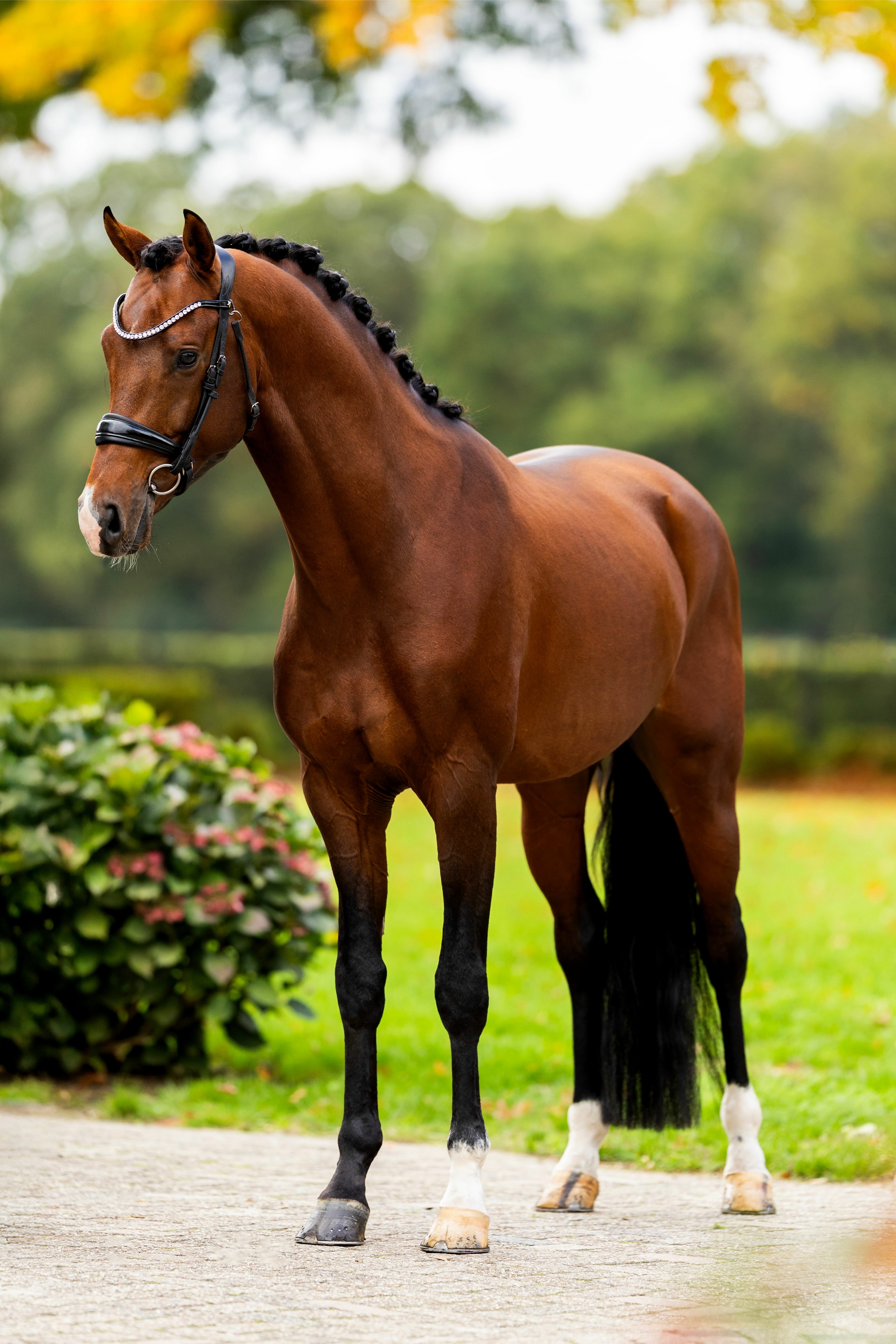 Ontwerp zonder titel 75