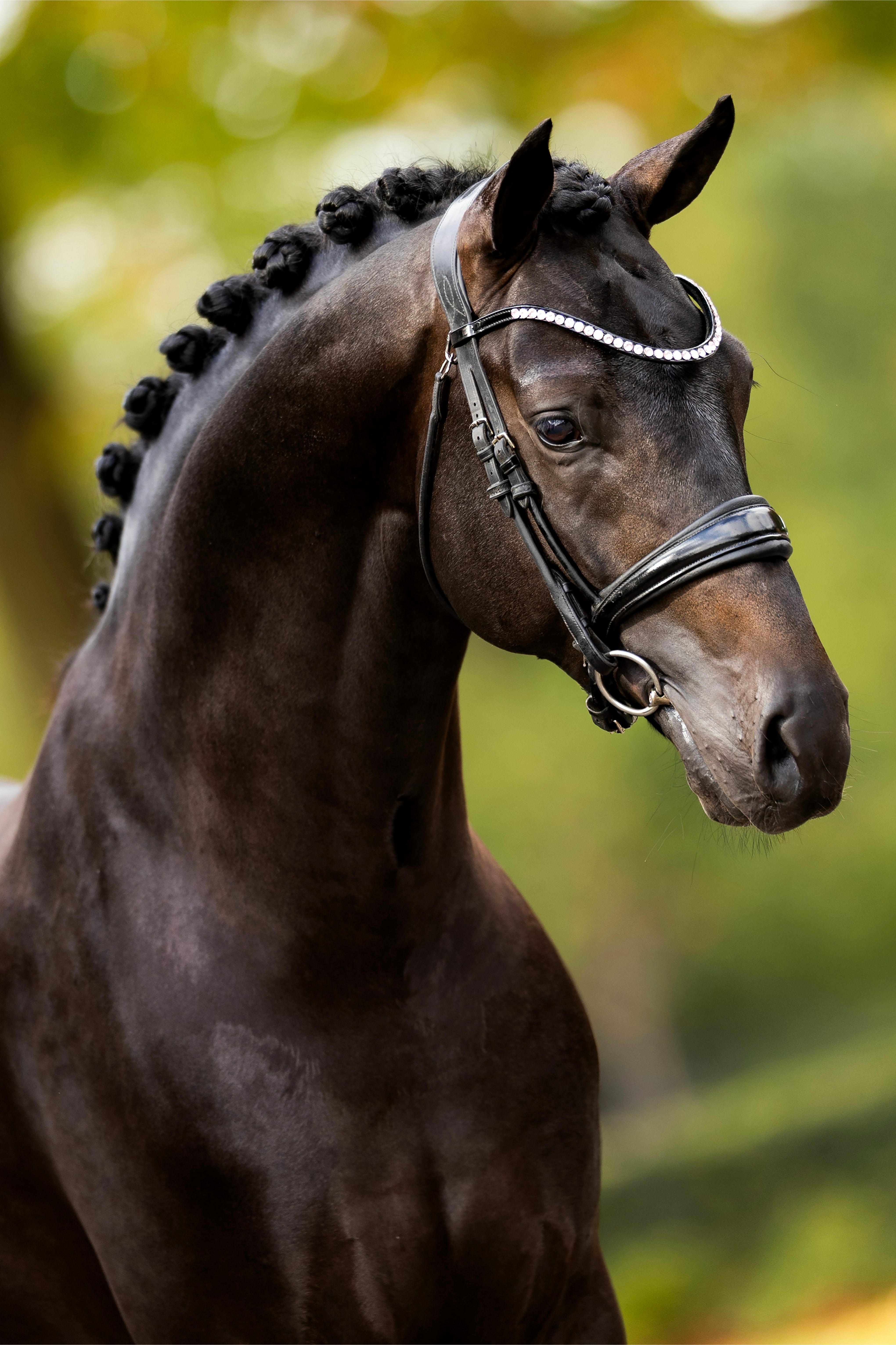 Ontwerp zonder titel 81