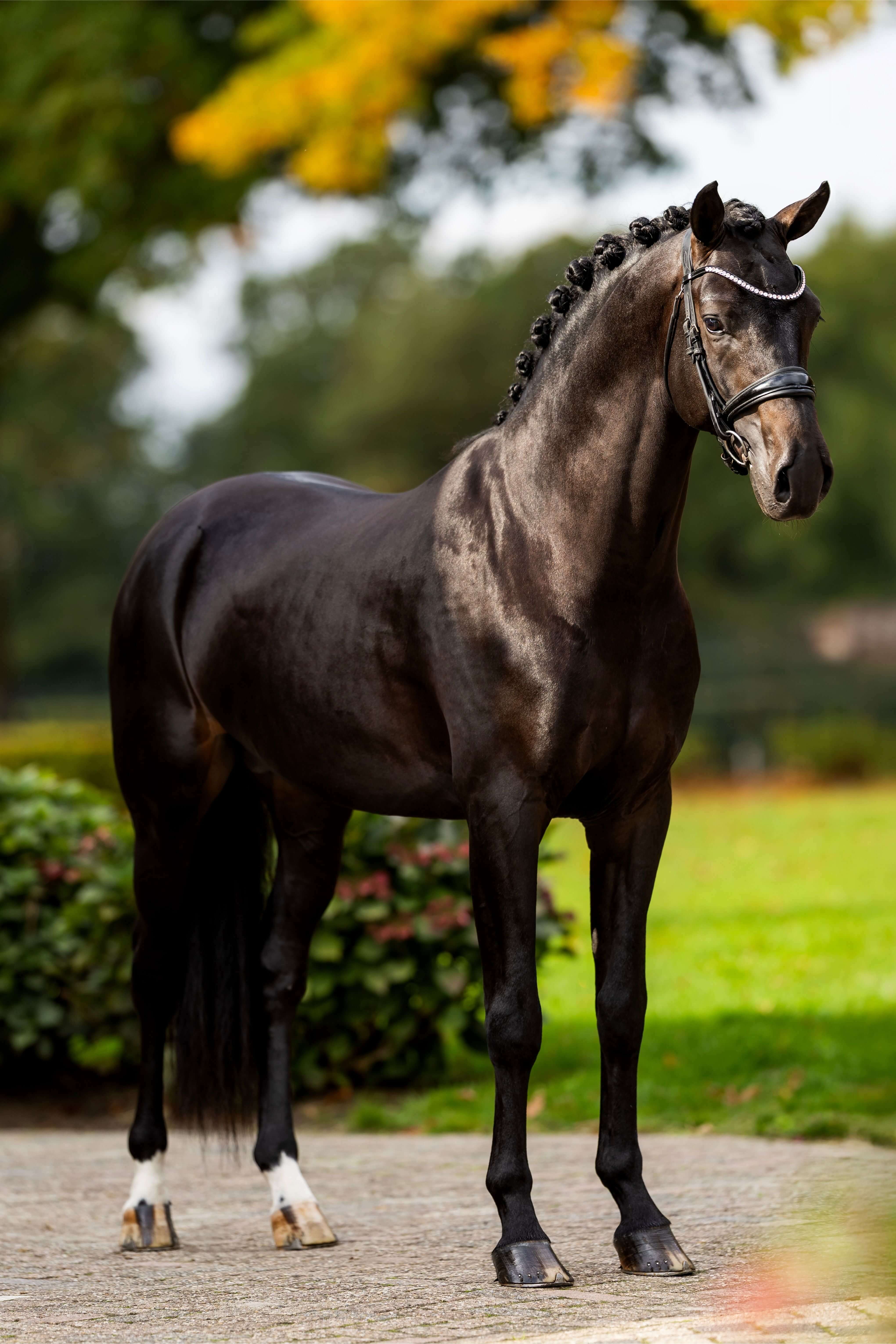 Ontwerp zonder titel 82 1