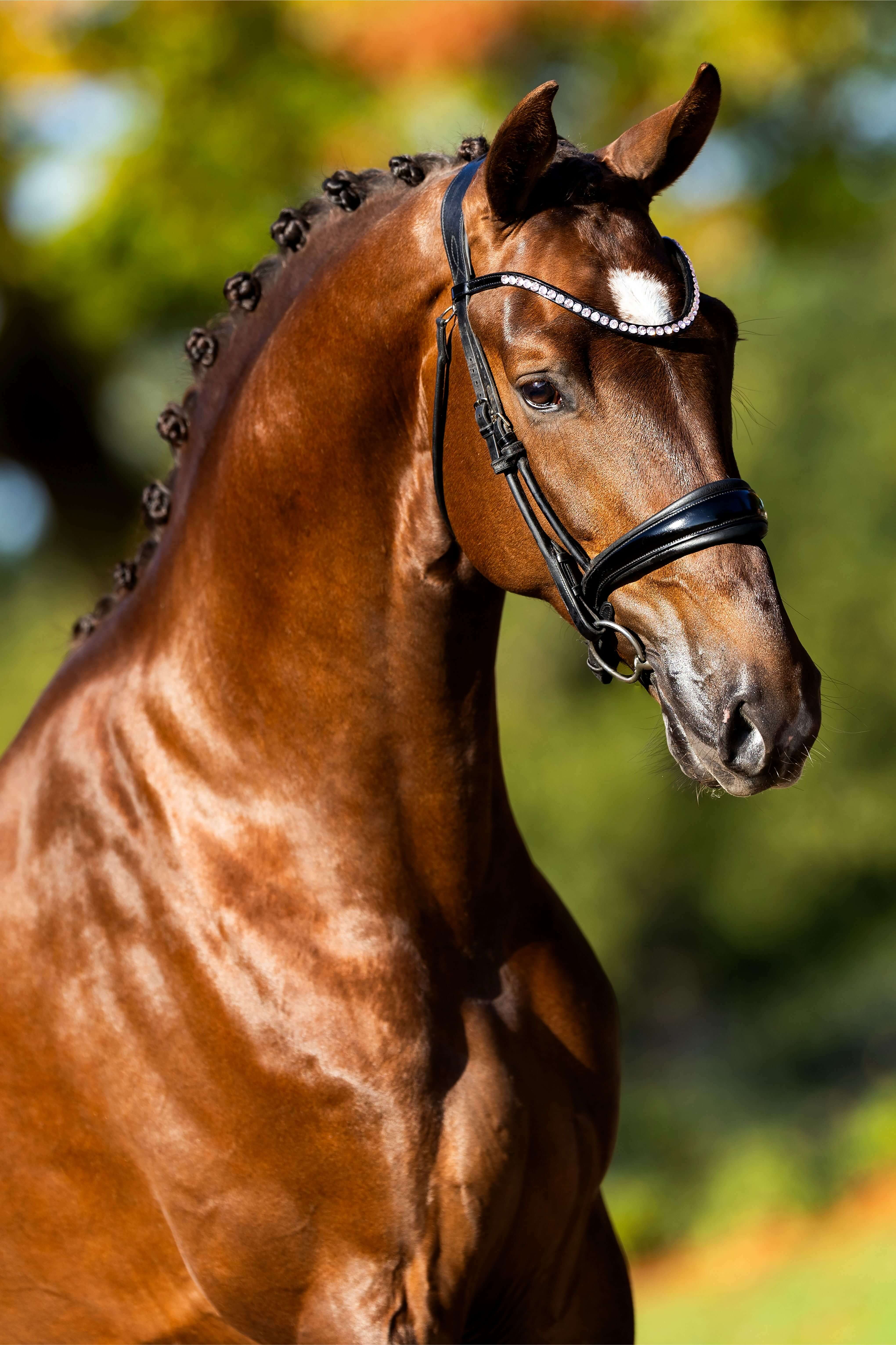 Ontwerp zonder titel 85 1