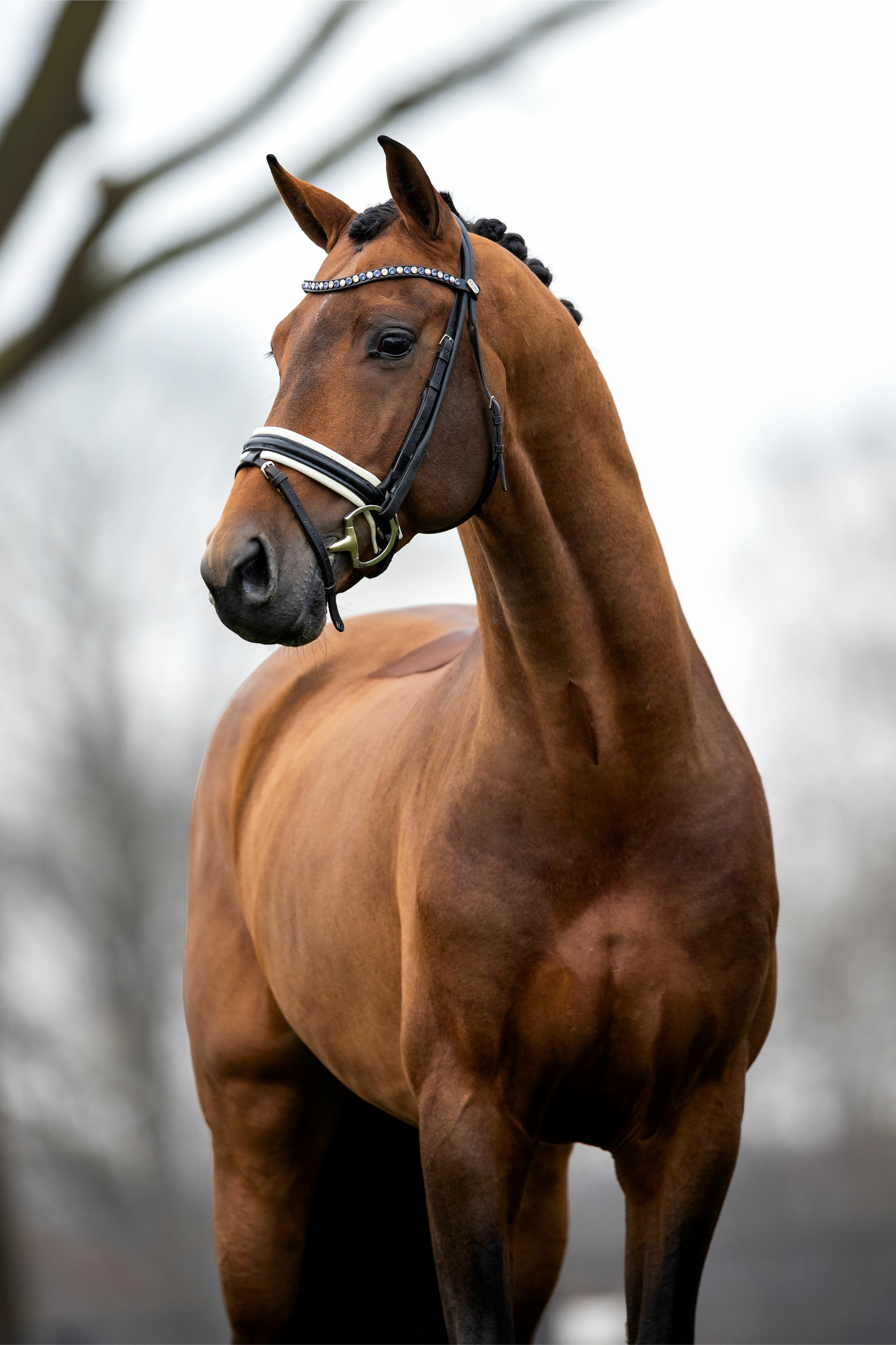 Ontwerp zonder titel 99