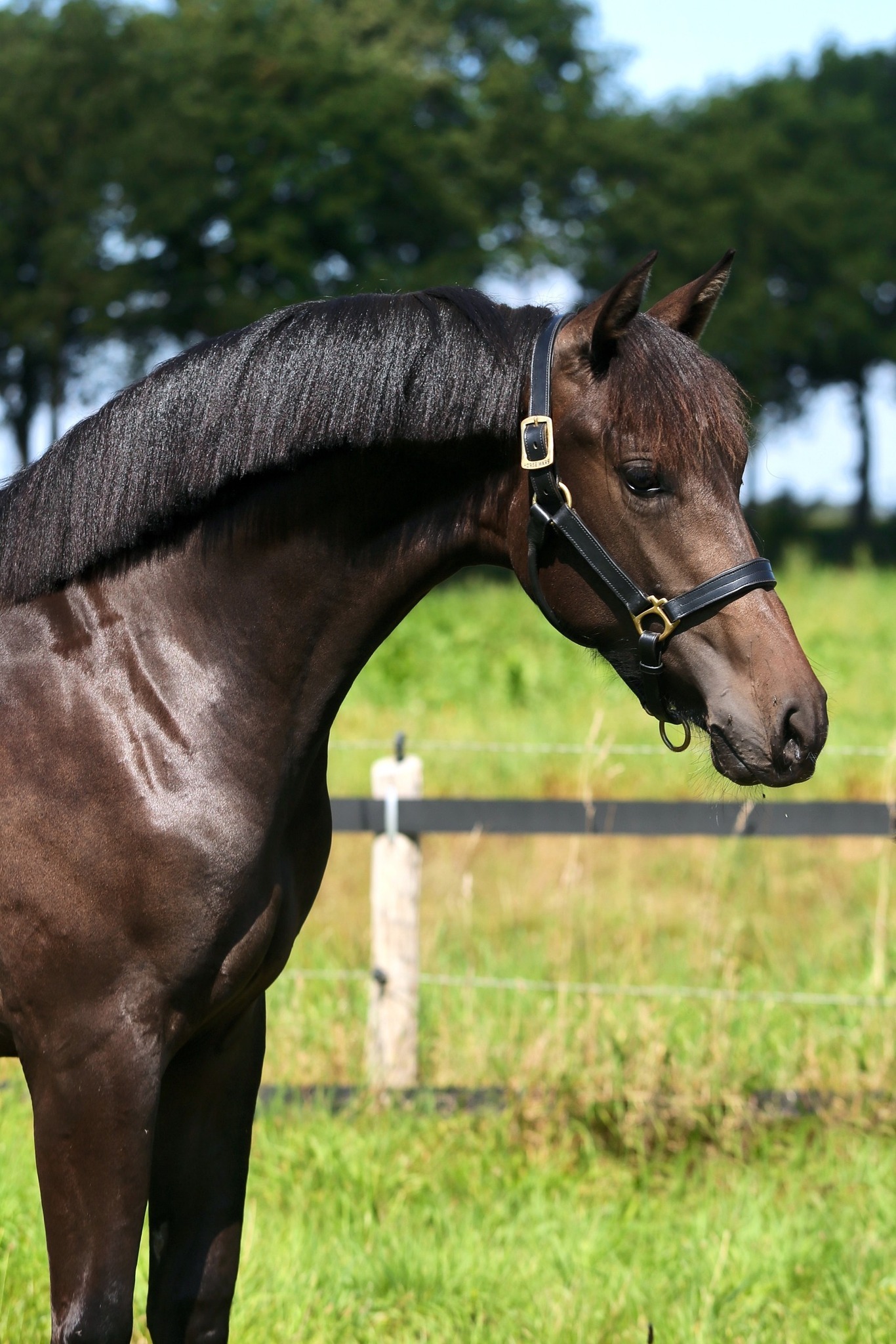 Ozzy x uit een PRE merrie Miranda Nouwens Brandt 1