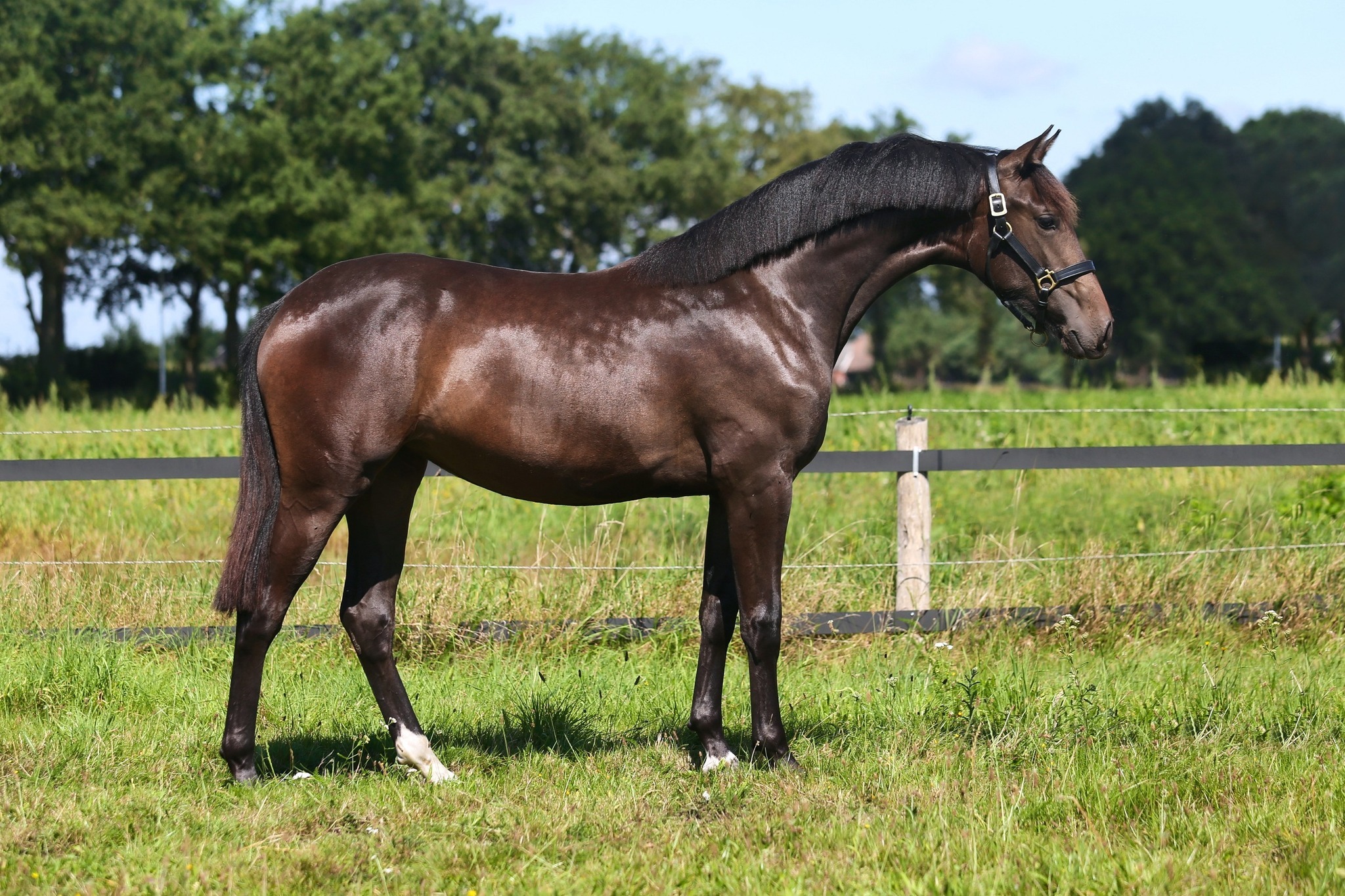 Ozzy x uit een PRE merrie Miranda Nouwens Brandt