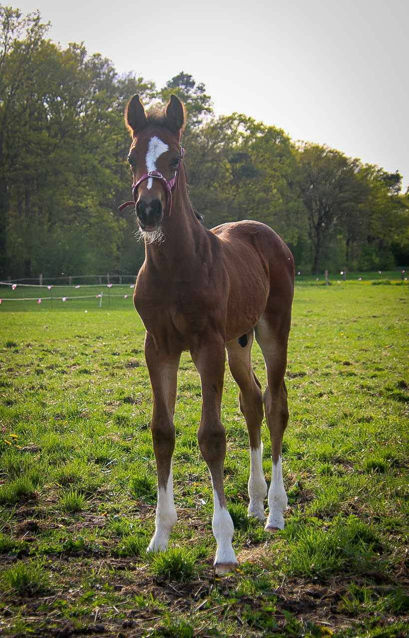 Ozzy x Don Gigolo x Osmium Kirsten Boogman 1