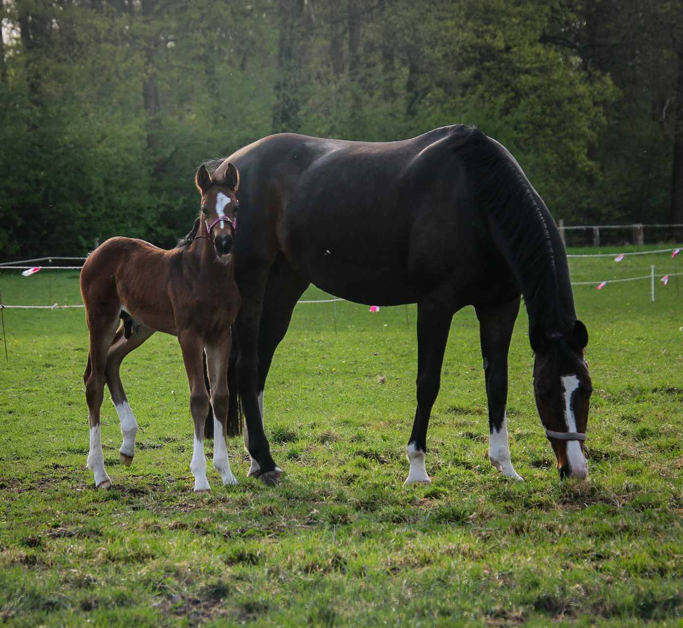 Ozzy x Don Gigolo x Osmium Kirsten Boogman 3