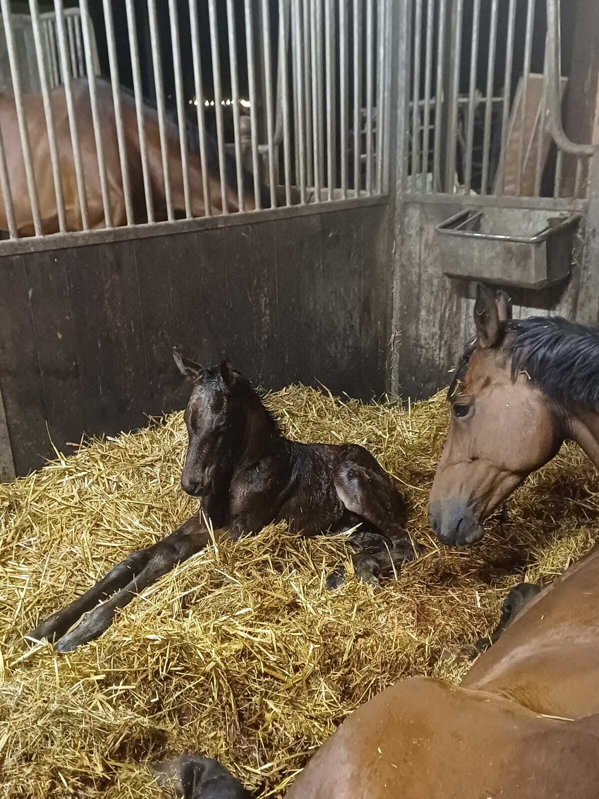 Ozzy x Incognito x Florencio Petra Smalbraak