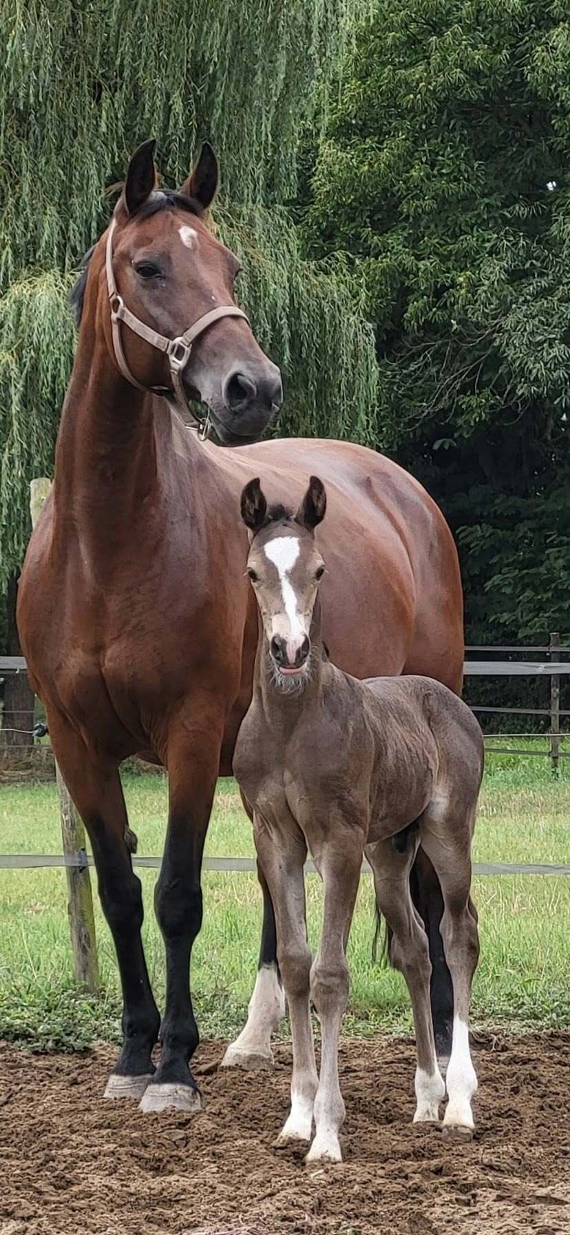 Ozzy x Koss x Satelliet Kim Jongbloed 1