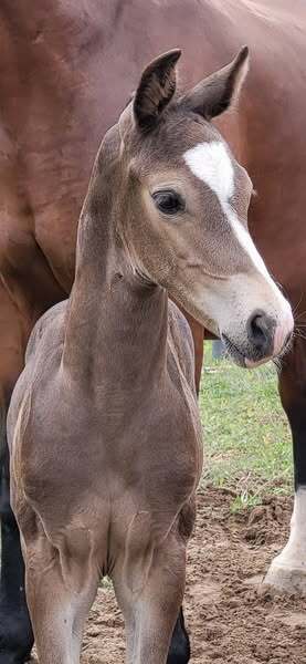 Ozzy x Koss x Satelliet Kim Jongbloed 2