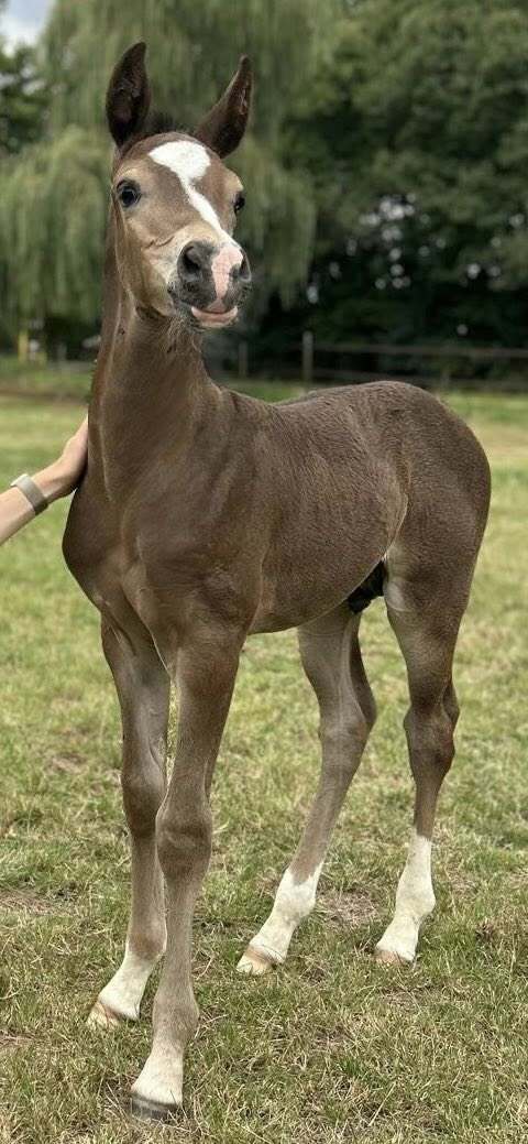 Ozzy x Koss x Satelliet Kim Jongbloed 3