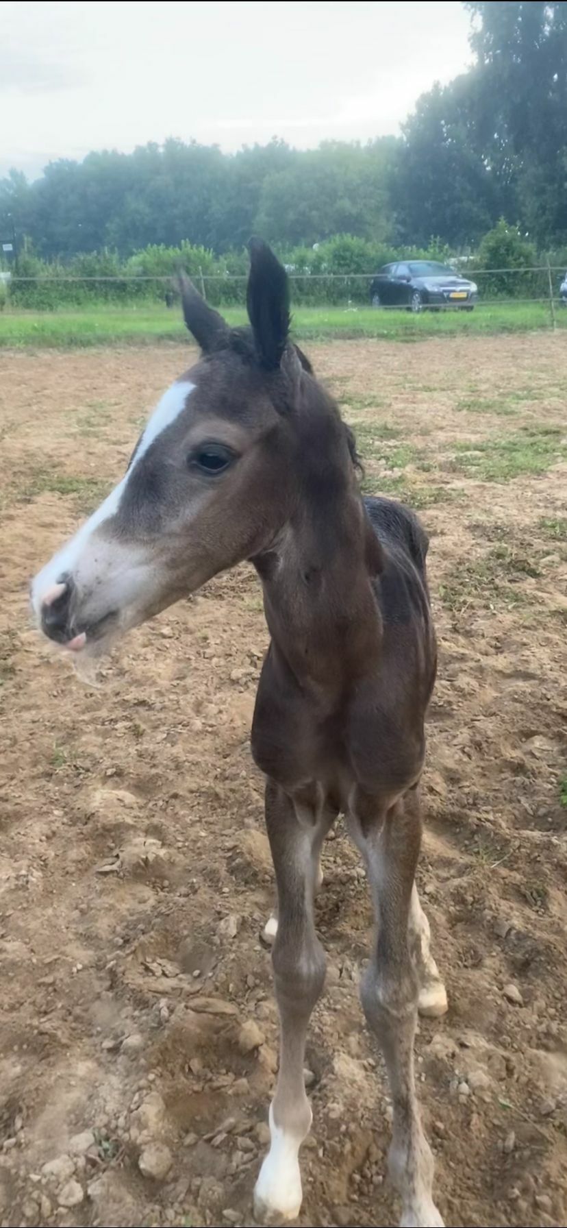 Ozzy x Koss x Satelliet Kim Jongbloed