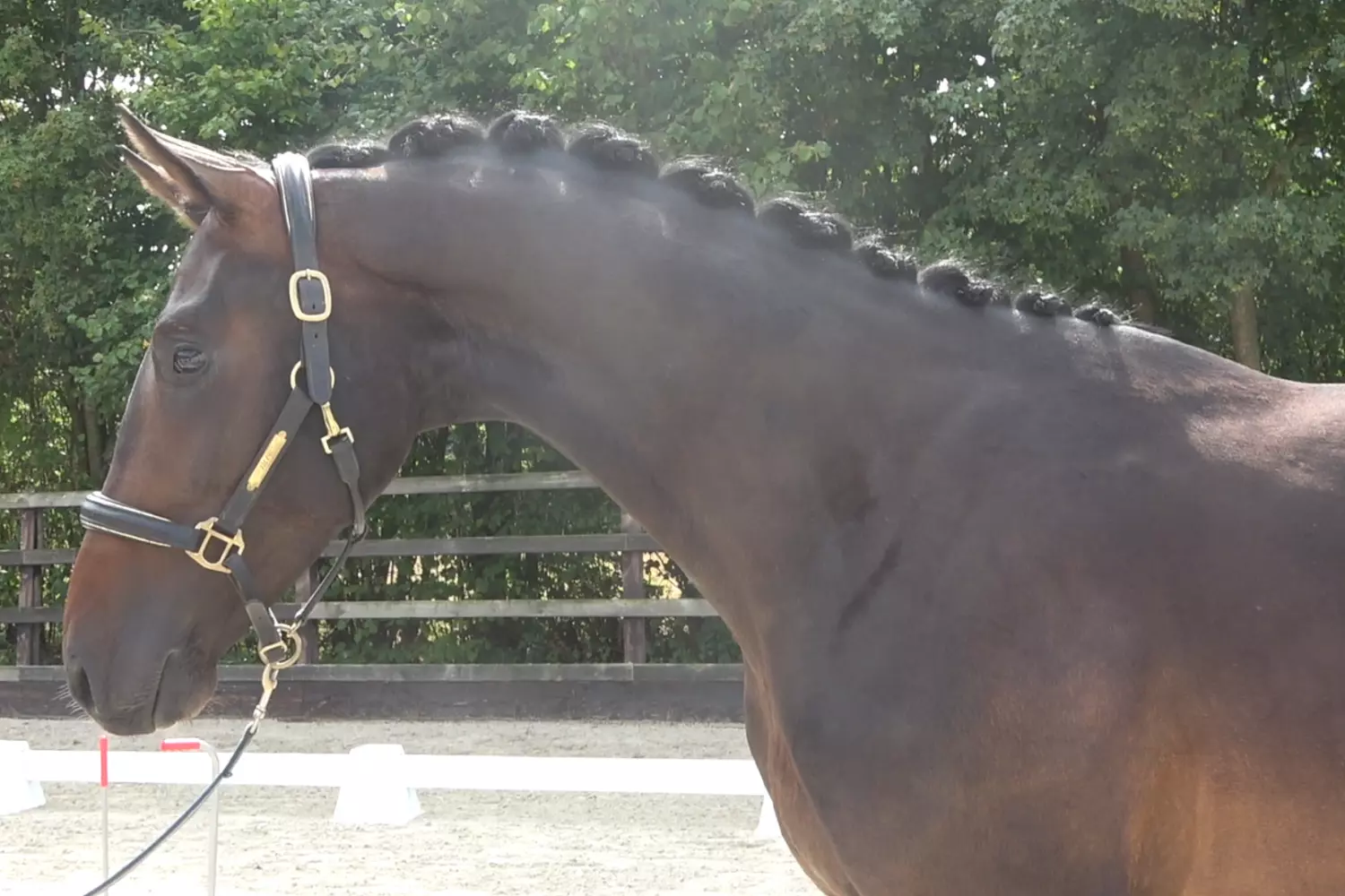 Jovian x Don Schufro