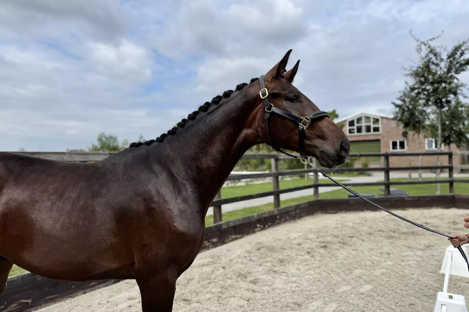 Dynamic Dream x De Beau Dynamic Dream x De Beau