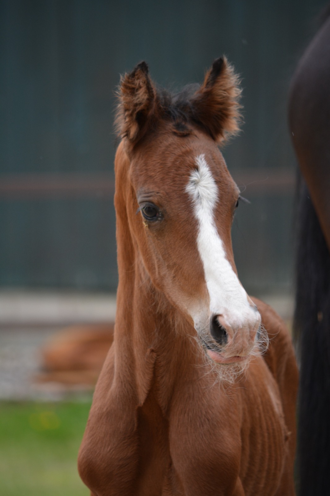 Red Viper x Desperado x Balzflug Nienke Haneveld 1