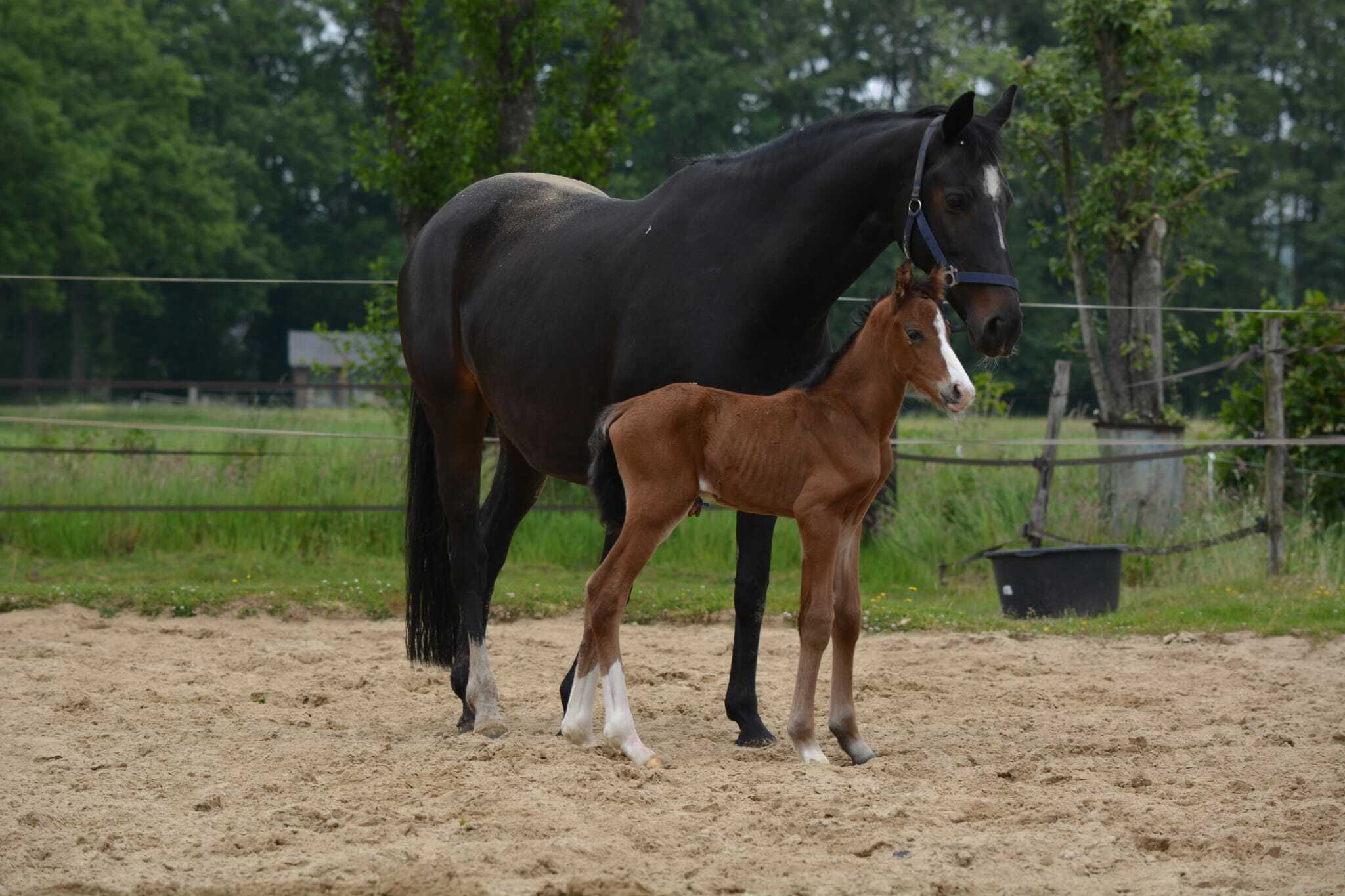 Red Viper x Desperado x Balzflug Nienke Haneveld