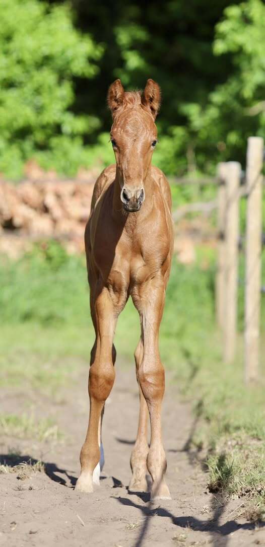 Red Viper x Everdale Kathie Roelofs 2
