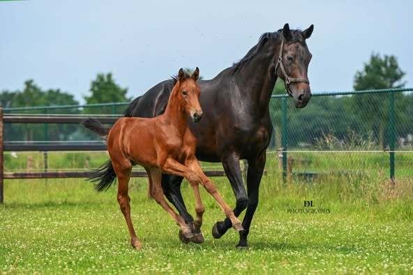 Red Viper x United x Ferro Twan Nuijen 1