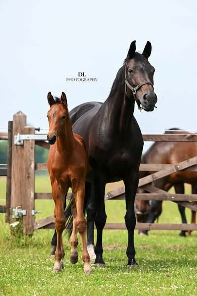 Red Viper x United x Ferro Twan Nuijen 2