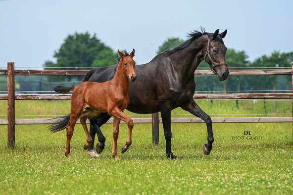 Red Viper x United x Ferro Twan Nuijen