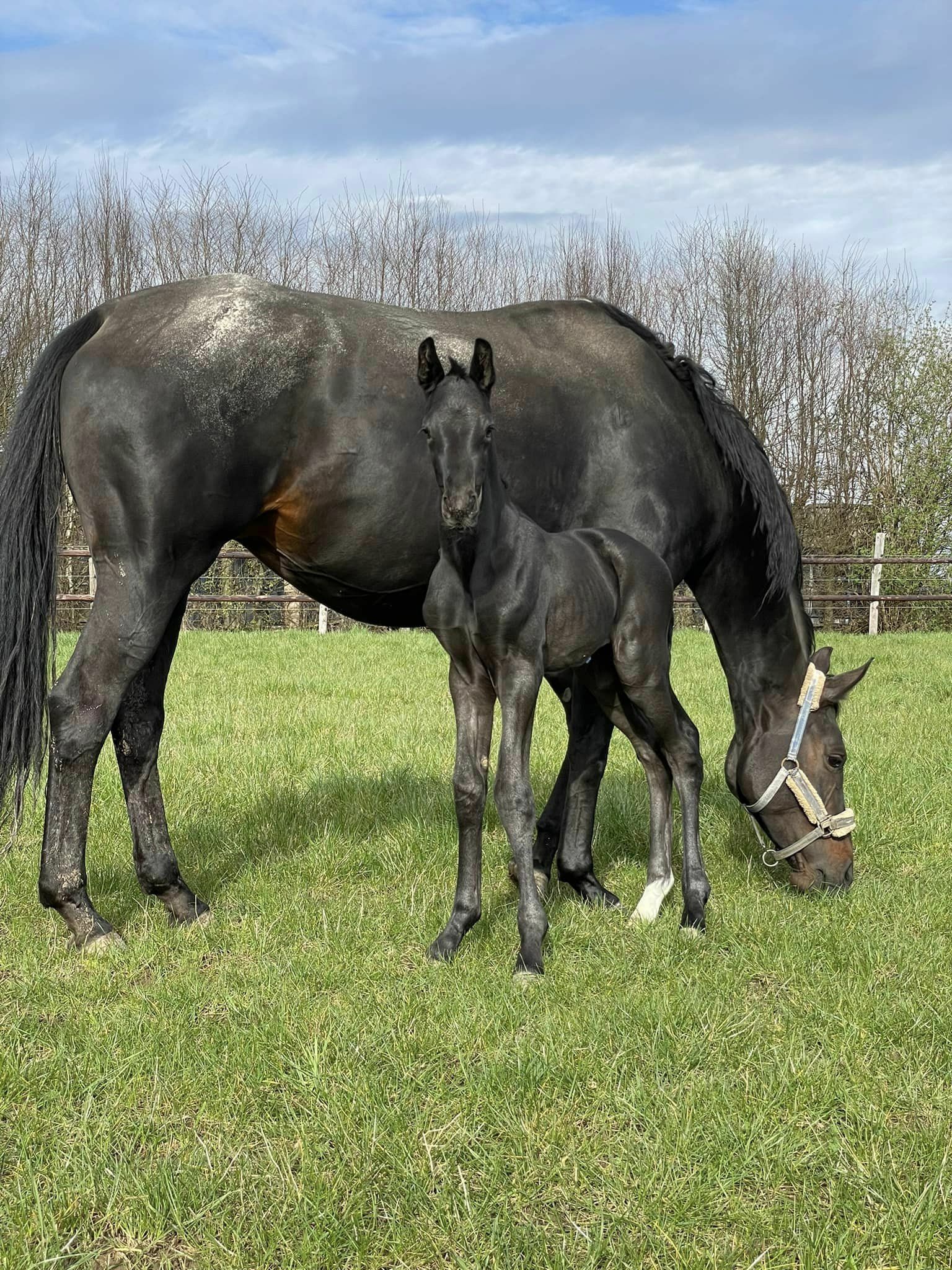 Succession x Furstenball 1