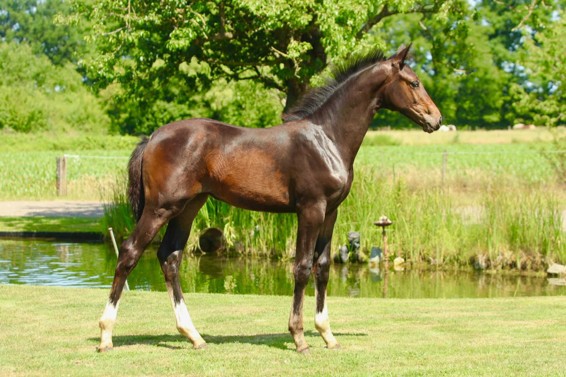 Succession x San Remo x Jazz Dorine te Poele