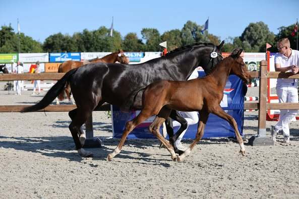 Vino Tinto x For Ferrero Miranda Nouwens Brandt 3