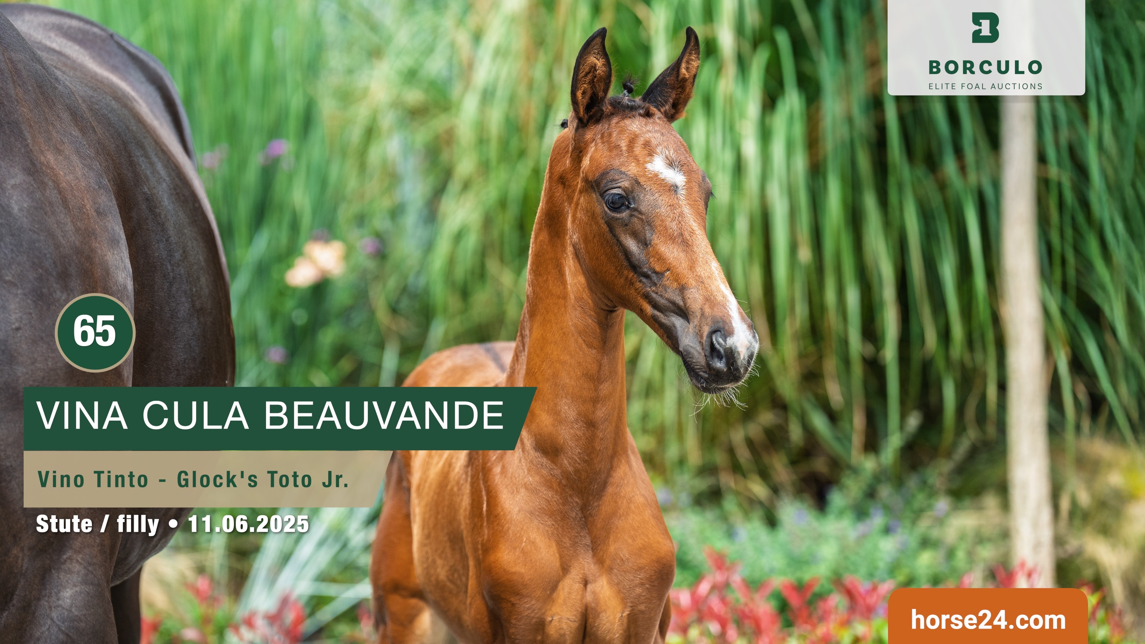 Vino Tinto x Toto JR Stoeterij Beauvande B V en N J van den Boomen 2