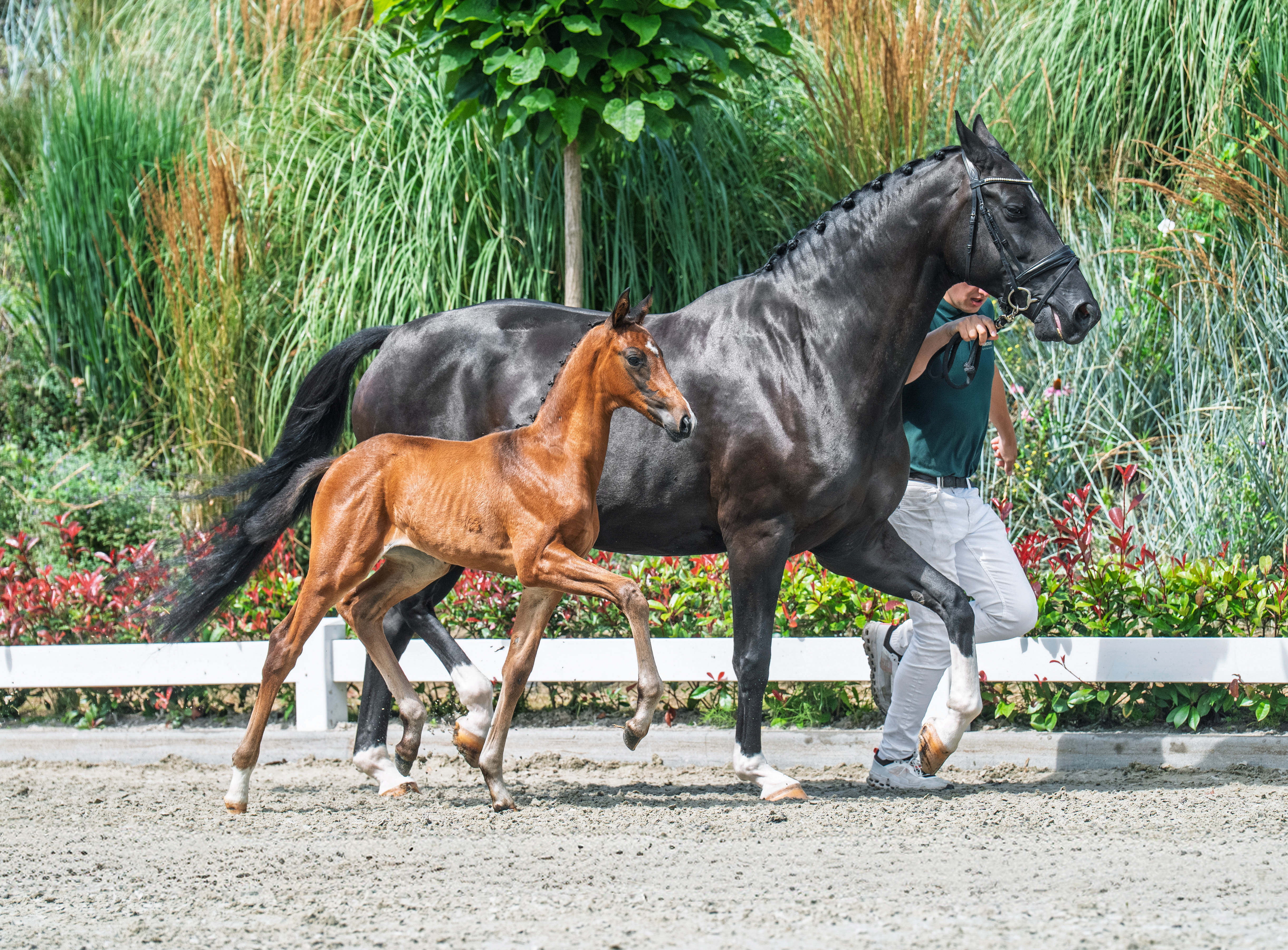 Vino Tinto x Toto JR Stoeterij Beauvande B V en N J van den Boomen