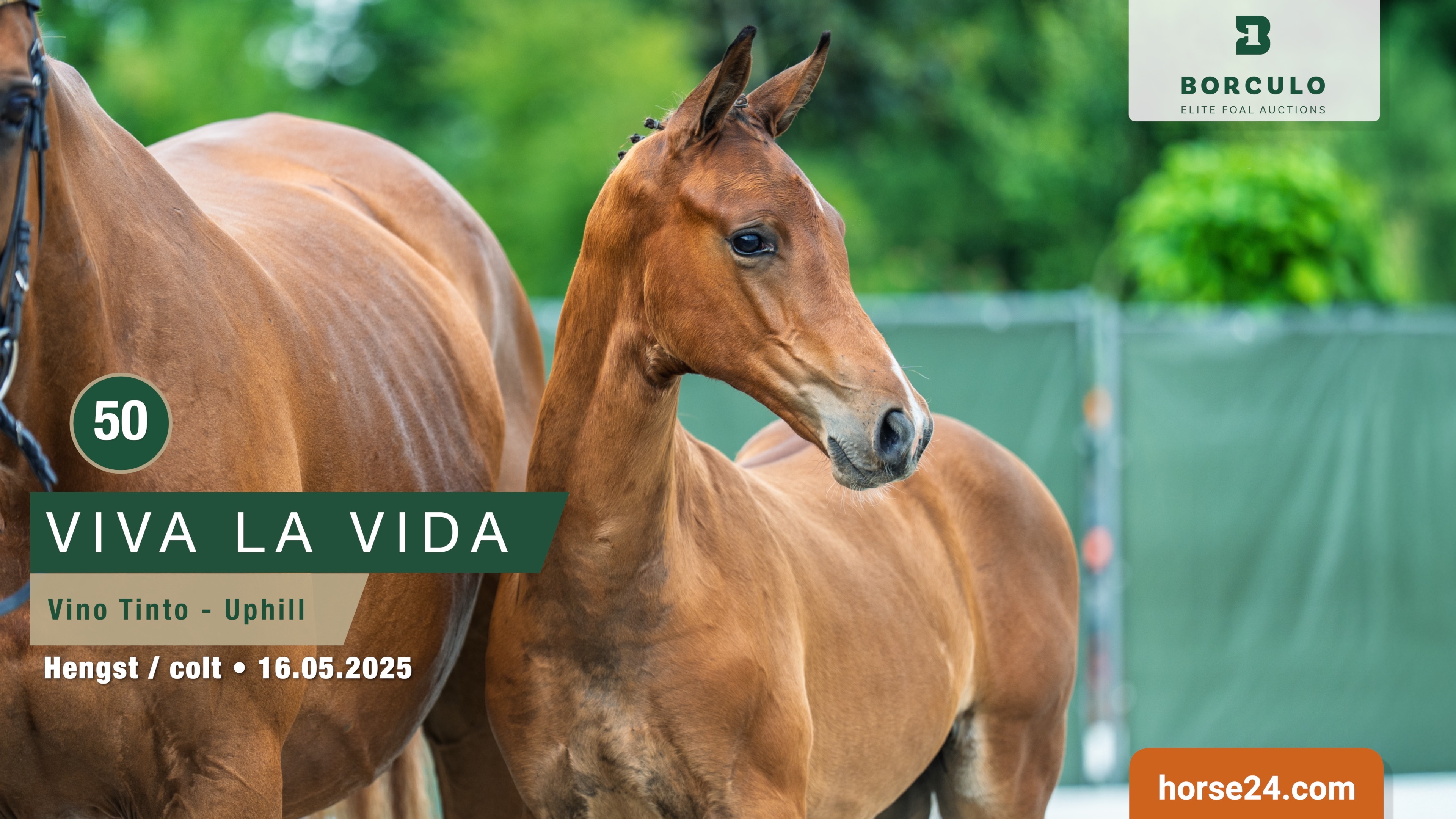 Vino Tinto x Uphill R van Woudenbergh en J J van Duren van Woudenbergh 1