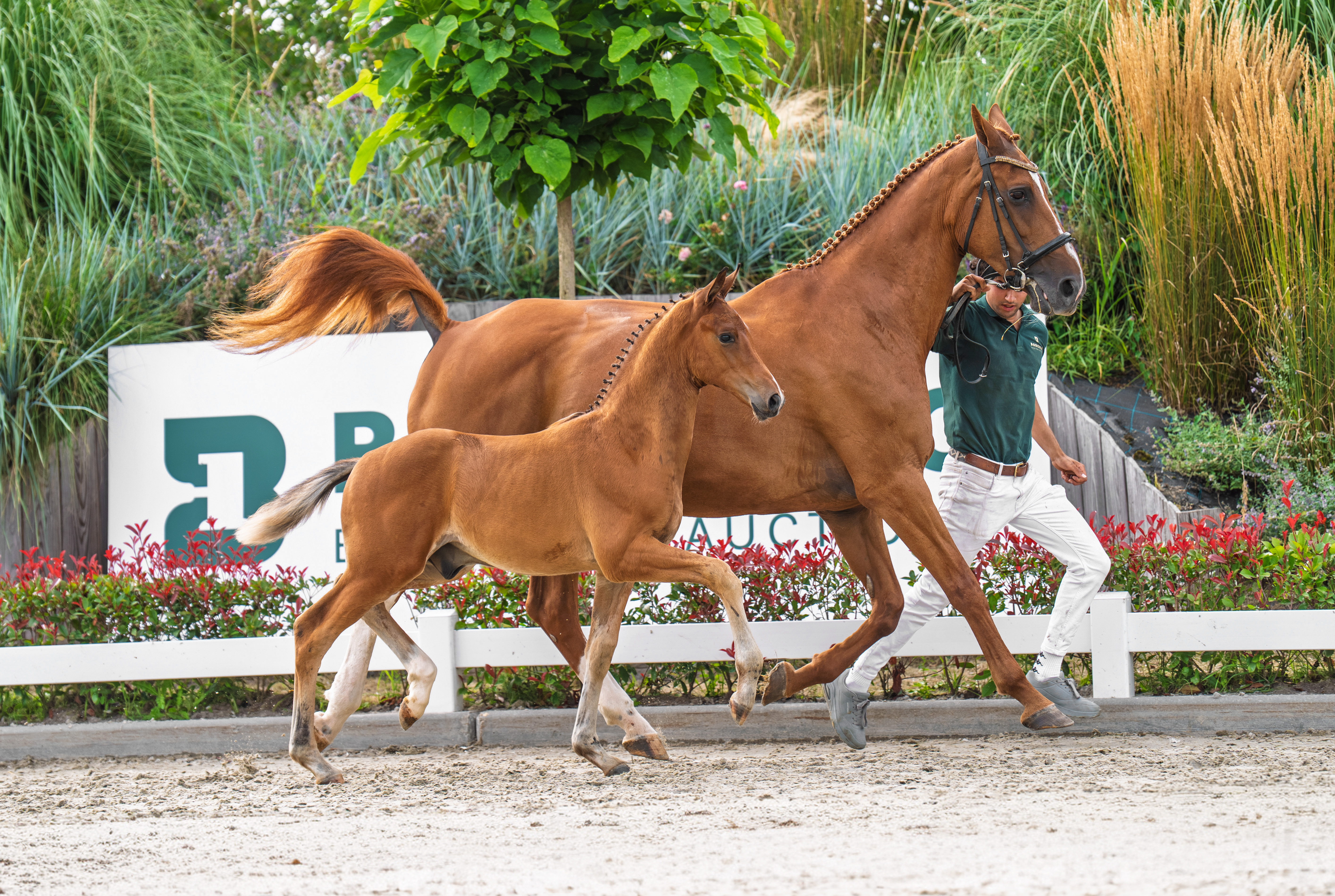 Vino Tinto x Uphill R van Woudenbergh en J J van Duren van Woudenbergh 2