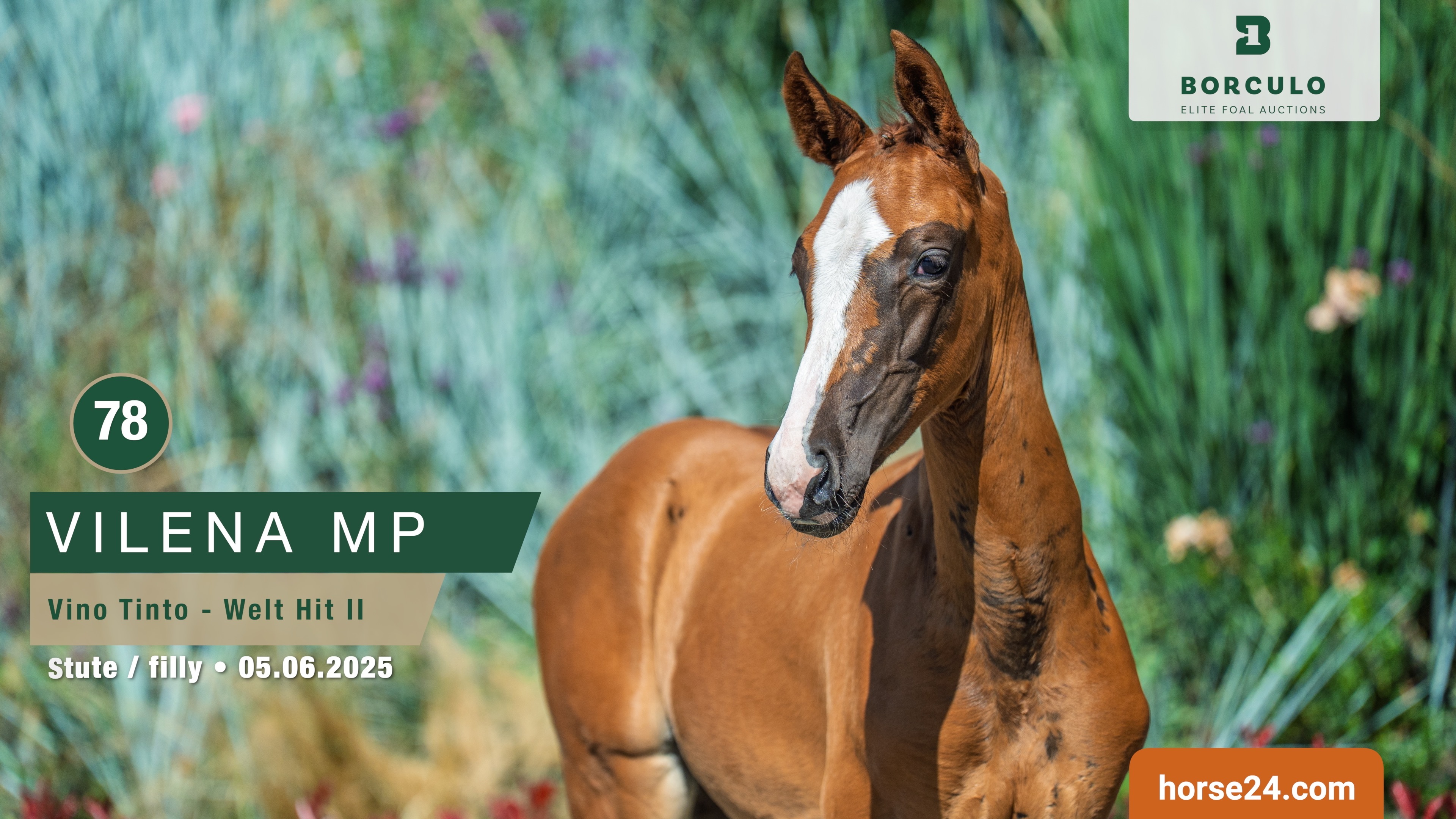 Vino Tinto x Welt Hit II M P Olthof horses B V 1