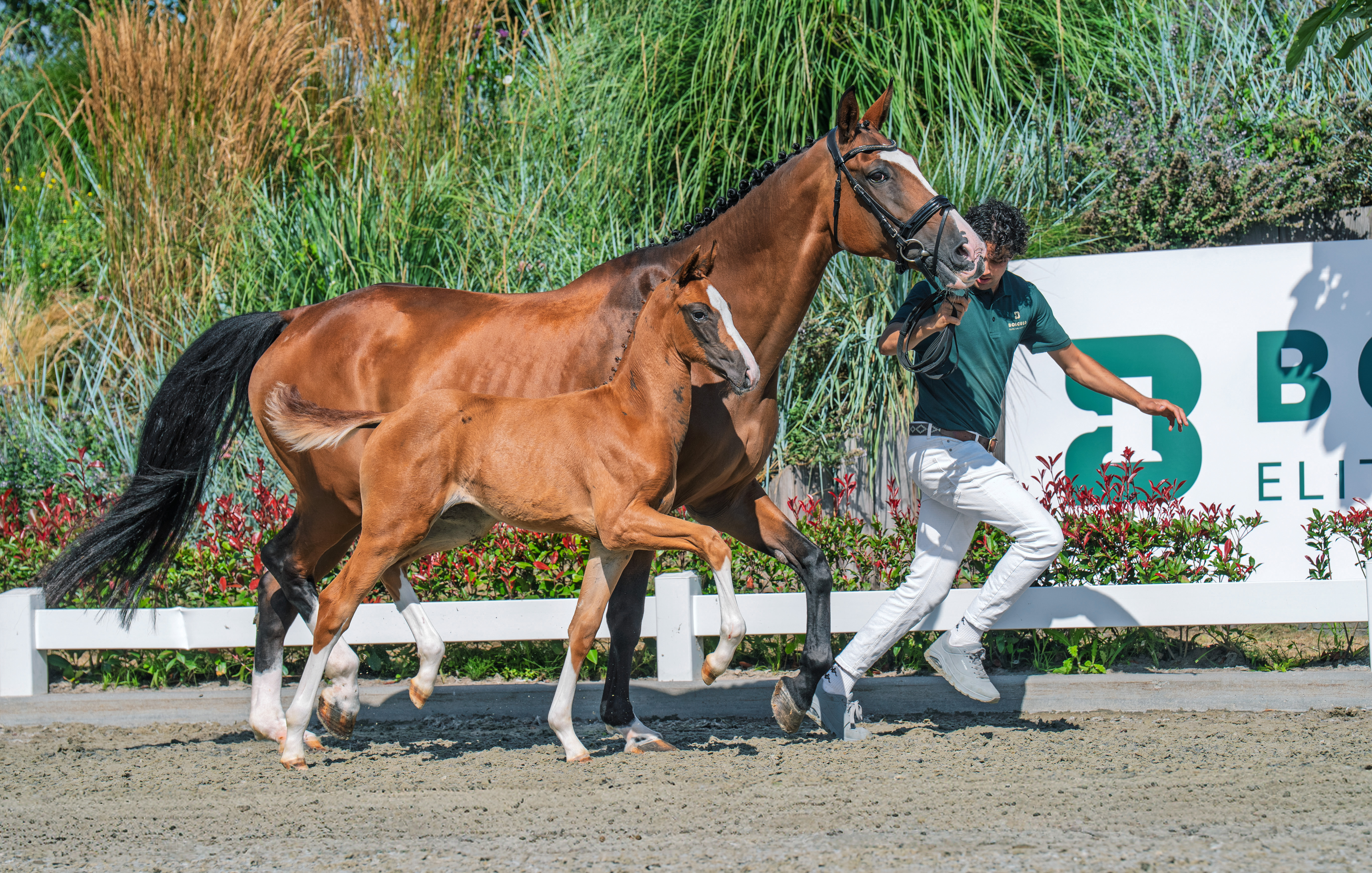 Vino Tinto x Welt Hit II M P Olthof horses B V 3