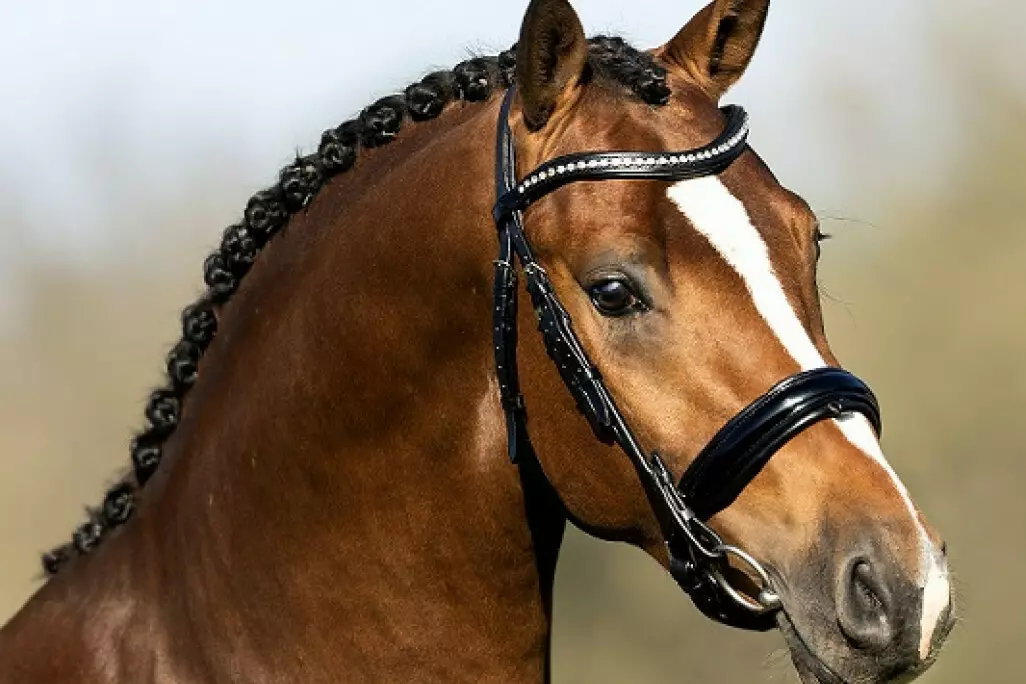 Nilo pony hoofd