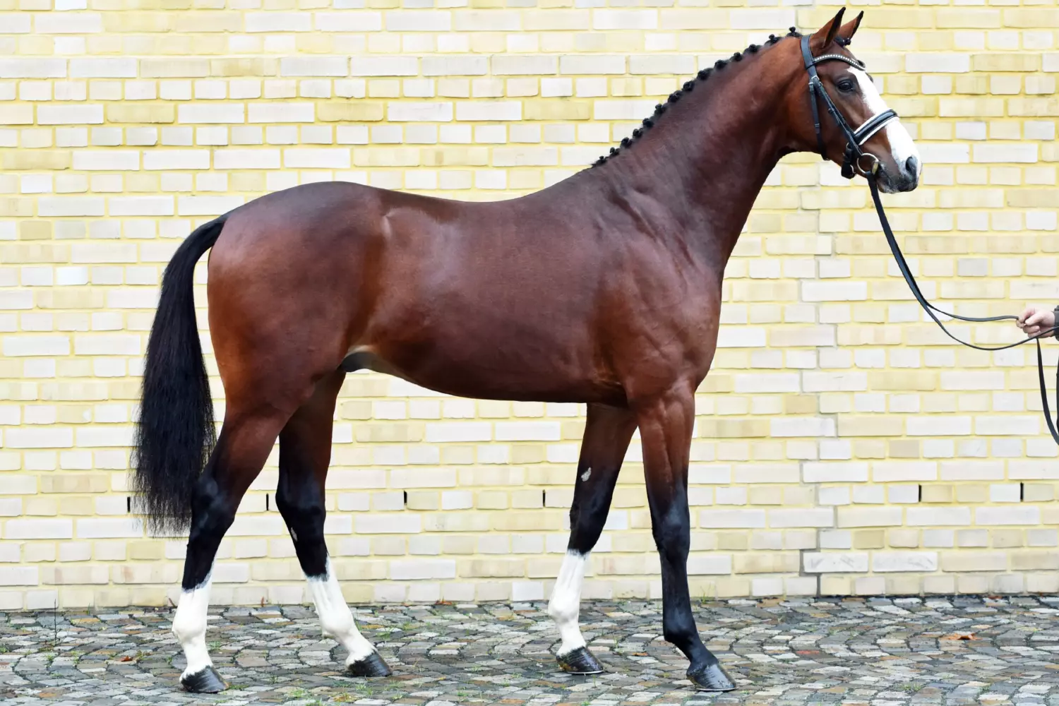 Global Dancer 06 12 2022c NRW Landgestüt Frerich 14