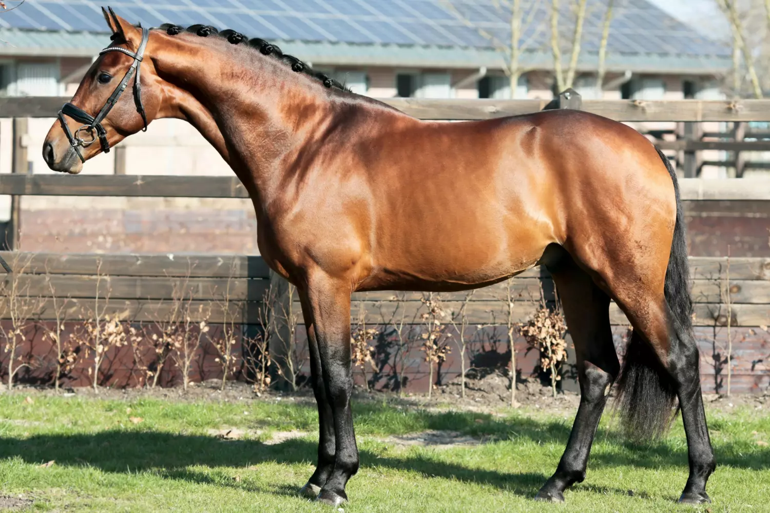 Valverde x Ferro 1 scaled
