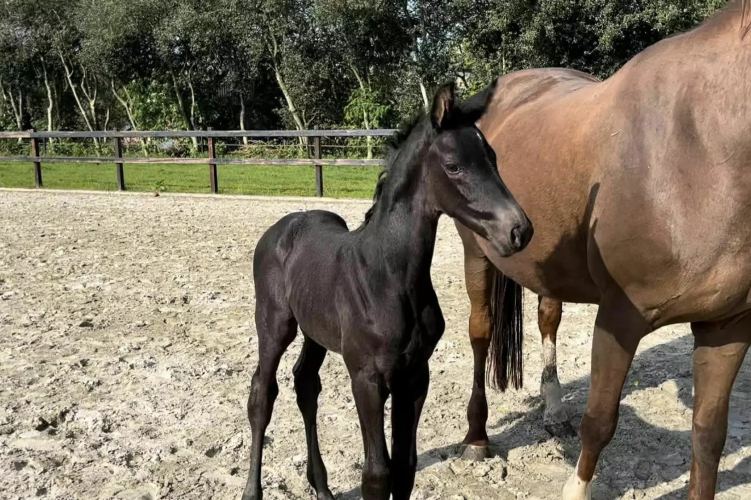 Lowlands x Dauphin Lowlands x Dauphin