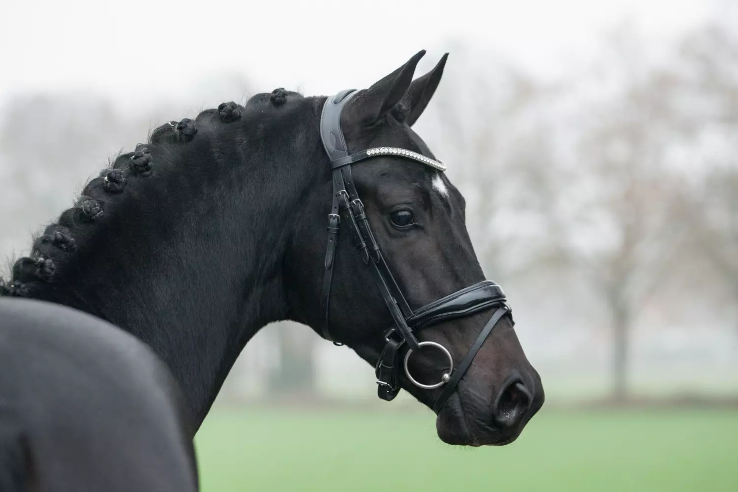 Dark Horse Dettori x Rousseau Dark Horse Dettori x Rousseau