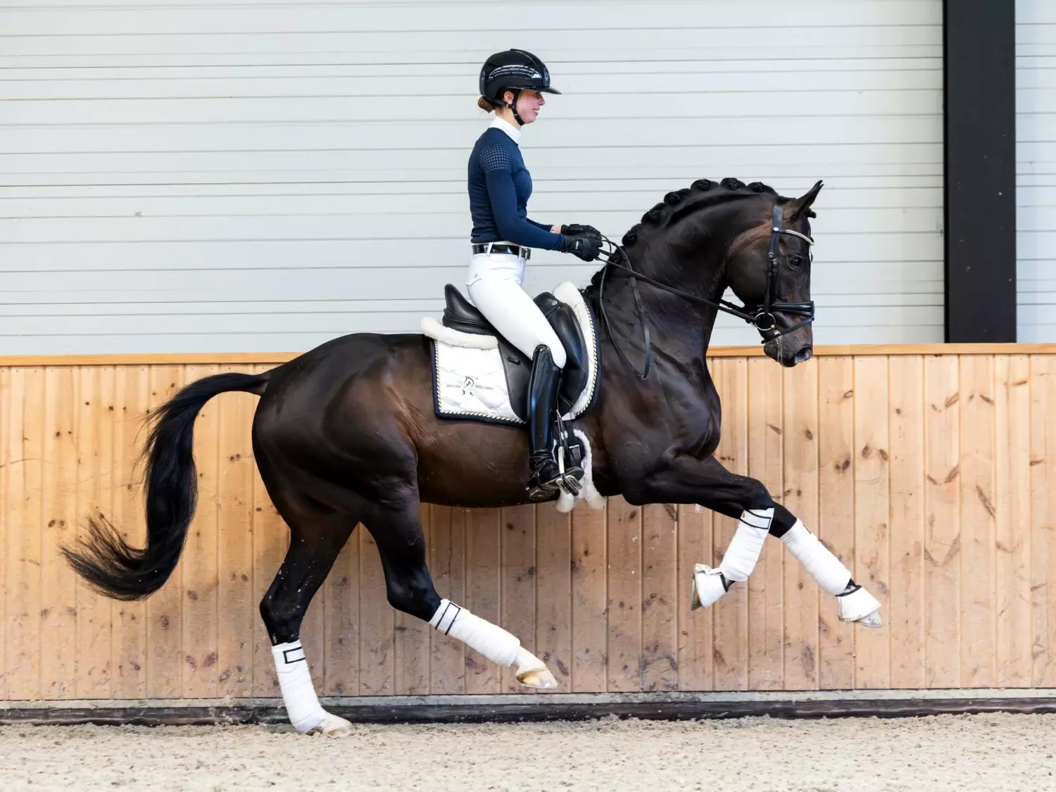 Our Stallions | Reesink Horses