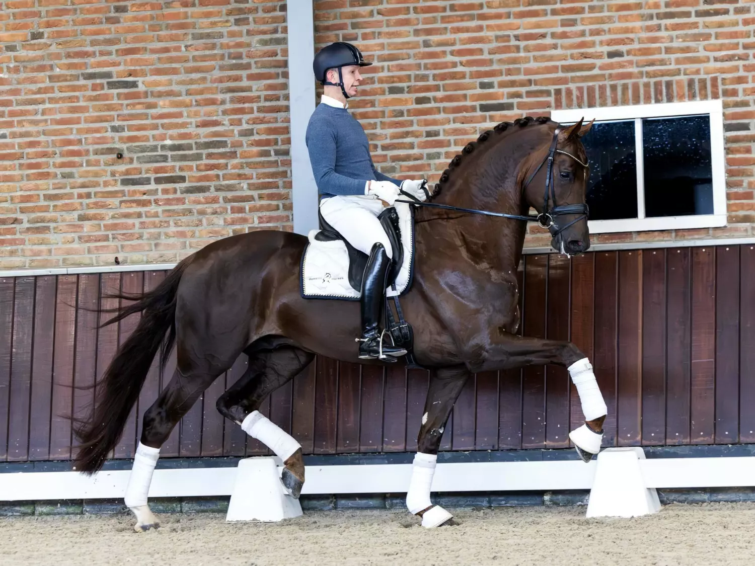 【CSR】 Red Hare, Unrivaled Stallion - EVP Baborówko Foal Auction 2025: Selekcja czas-start! - Eurobreeding